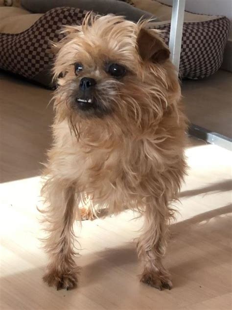 The Brussels Griffon is square-proportioned, thickset, and compact. This breed has good bone for its size. This dog’s movement is a purposeful trot, with moderate reach and drive. In temperament, Brussels Griffons are full of self-importance, and their carriage reflects this attitude. . 