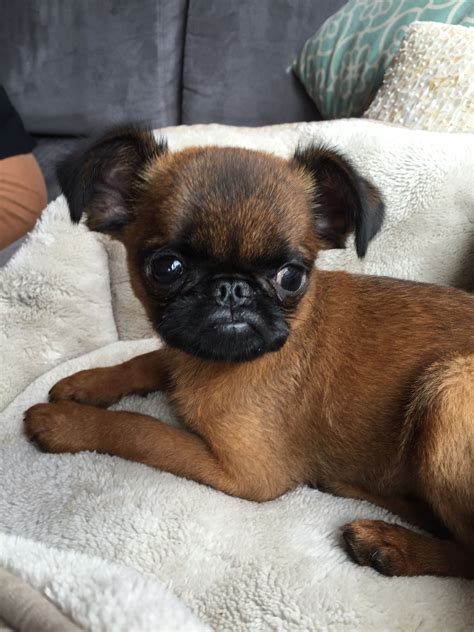 The Brussels Griffon breed is a small, yet sturdy pup that’s sur