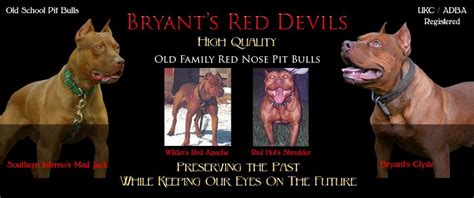Females From the Past. Female pit bulls that have been retired, we no longer own, and those who have passed away. Bryant's Red Devils specializes in Old Family Red Nose American Pit Bull Terriers and their crosses. Red Nose Pit Bull Dog Breeders in Georgia red nose pit bull puppies for sale.. 