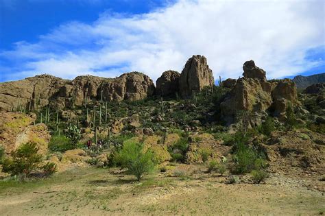 Bryce thompson arboretum. Here's what's planned. Saguaro cacti grow on a north-facing slope at Boyce Thompson Arboretum on April 23, 2020. As the climate in the Sonoran desert has warmed, Saguaro cacti, which typically ... 