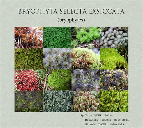 Bryophytes – National Museum