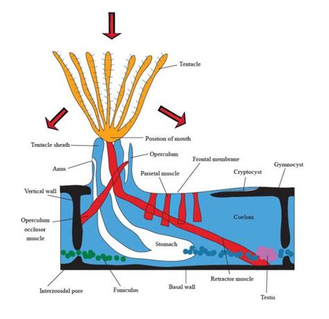Bryozoa anatomy. Things To Know About Bryozoa anatomy. 