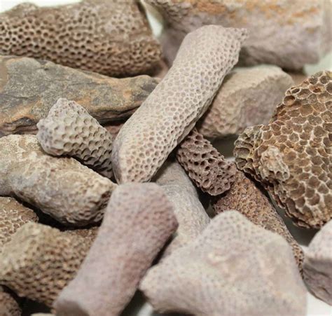 Bryozoans, or "moss animals," are aquatic organisms, living for the most part in colonies of interconnected individuals. A few to many millions of these individuals may form one colony. Some bryozoans encrust rocky surfaces, shells, or algae.. 