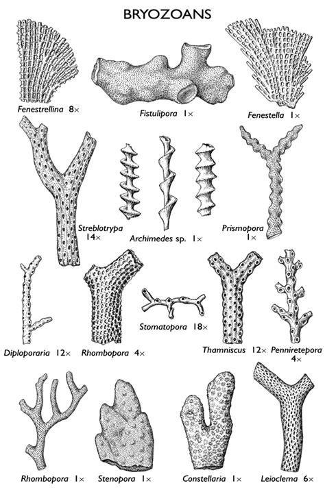 These bryozoans have a geologic range from the Ordovician period and can still be found in present day. Cyclostomates have a ciccular aperture and tubular walls. A profound way to identify this type of bryozoan is the relation to the “ Aulopora” coral. The feature to consider when observing the bryozoan is the “chain-like” zooid ...