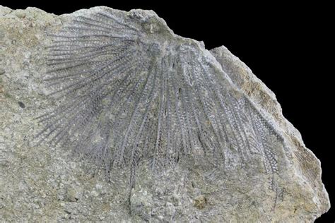 Bryozoan fossil types. 30 Mar 2022 ... As a group, they have at least. 10 times more species than corals. They also have a more extensive and continuous fossil record and have been ... 