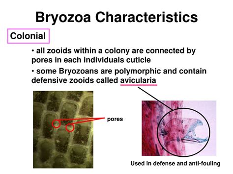 Distinguishing features. Bryozoans, phoronids and brachiopods strain food out of the water by means of a lophophore, a "crown" of hollow tentacles. Bryozoans form colonies consisting of clones called zooids that are typically about 0.5 mm (1 ⁄ 64 in) long.. 