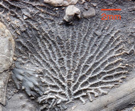 The bryozoan growth models presented in this paper are based on mor