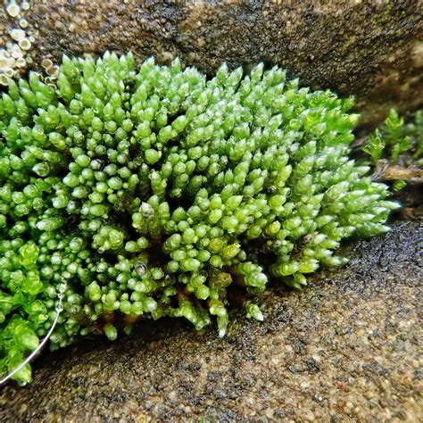 Bryum argenteum - Wikipedia