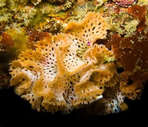 Apr 15, 2021 · Bryozoans, also known as Ectoprocta, and commonly referred to as moss animals (bryophytes are mosses) have been around since the Cambrian. Most bryozoans are marine creatures, but one class lives in freshwater. These are small, sessile, colonial invertebrates that have calcium-based skeletons (like corals). 