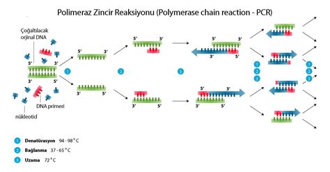 Bu teknikler arasında PCR (Polimeraz Zincir Reaksiyonu), Yeni Nesil Dizileme (Next Generation Sequencing/NGS), gen ekspresyonu analizi, mikrodizi (mikroarray) teknolojisi ve genotip analizi gibi moleküler biyoloji teknikleri bulunmaktadır.