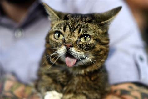Bub. Learn the meaning, pronunciation and usage of bub, a slang term for an aggressive or rude way of addressing a boy or man. See examples, synonyms and related words in the … 
