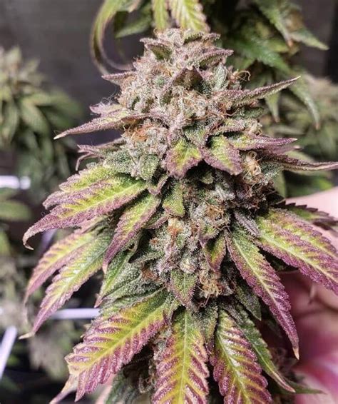 Bubba punch strain. This strain is a 70% Indica and 30% Sativa hybrid from Pre ‘98 Bubba Kush with top CBD strains. Number 59 has a spicy fuel aroma with hints of flowers, dank earth, and coffee. 