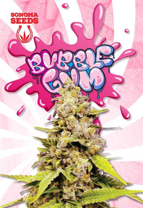 Bubble Gum Cannabis Seeds - Buy From MSNL