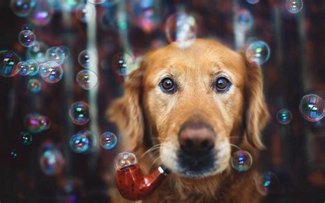 Bubbledog