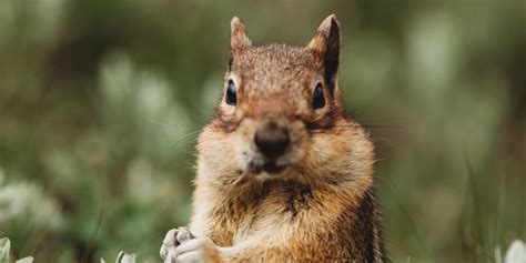 Bubonic Plague-Infected Chipmunks Are Shutting Down Parts of Lake …