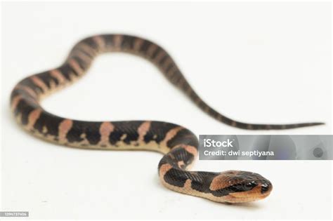 🍆 Buccata Onlyfans Leaked (SEX)