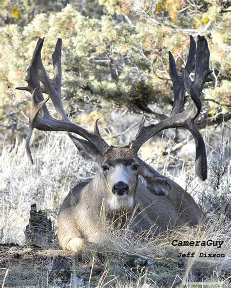 Buck Norris - Nosler Buck - Bend Buck - Facebook