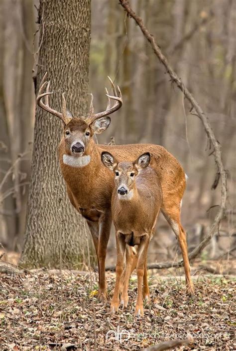 Buck and doe. Things To Know About Buck and doe. 