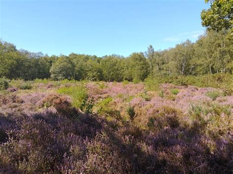 Bucklebury Common - Wikipedia