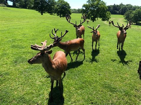 Bucklebury Farm Deer & Safari Park - Lets Go With The Children