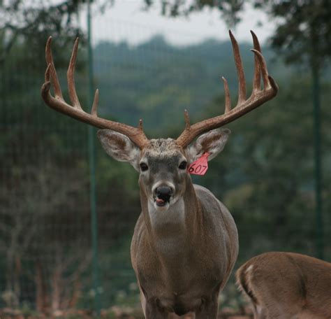 Bucks Stocker & Breeder Bucks Breeder & South Texas Bucks