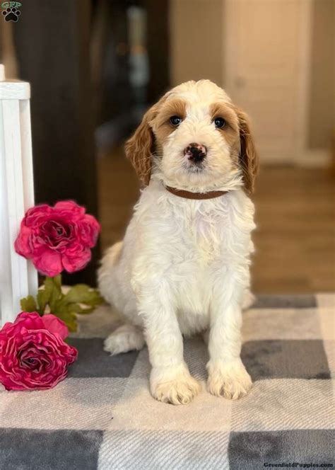 Buckshot is a Goldendoodle puppy for sale in Porter, OK