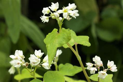 Buckwheat Poisoning in Horses