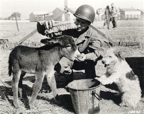 Buddies: Soldiers and Animals in World War II National Archives ...