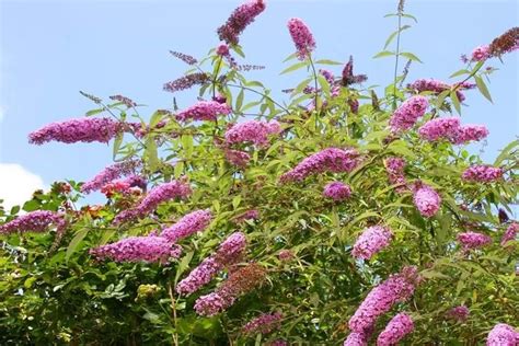 Buddleia Growing & Care Guide Australia - AGT