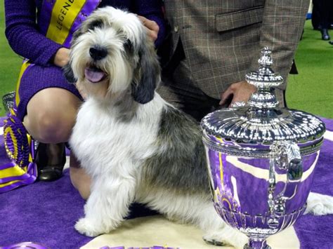 Buddy Holly the Petit Basset Griffon Vendéen wins best in show at Westminster Dog Show
