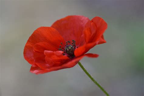 Buddy Poppies & Other Fund Raising Ideas - VFW Post 8870 and Auxiliary