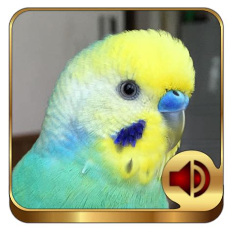 Budgerigar App - Apps on Google Play