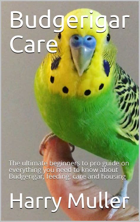 Full Download Budgerigars Everything About Purchase Care Nutrition Behavior And Training By Hildegard Niemann