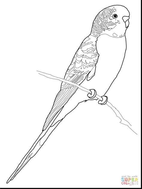 Budgie Coloring