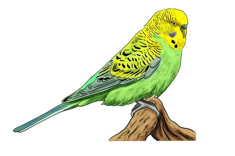 Budgie Drawing