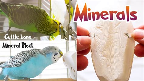 Budgie Minerals Cuttlefish Bone and Mineral Block - YouTube