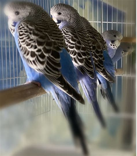Browse through available budgerigar parakeets for sale and a