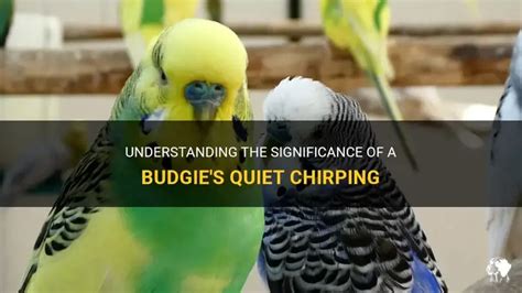 Budgie quiet chirping. .  ...