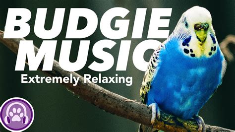 Budgie_song on Scratch