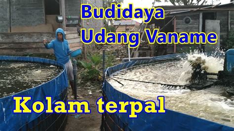 Budidaya udang vaname di kolam terpal sistem bioflok 【Dibarui】