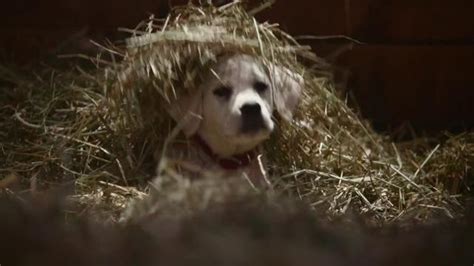 Budweiser Super Bowl 2015 Commercial,