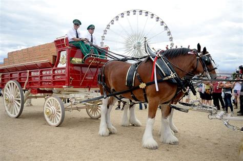 Budweiser won’t cut off the tails of its famous Clydesdale horses