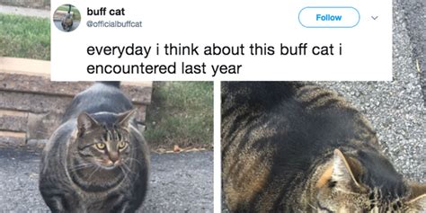 Buff Cat Internet Meme - Insider