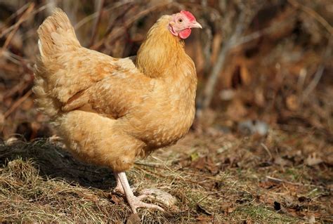 Buff orpington chickens. Things To Know About Buff orpington chickens. 