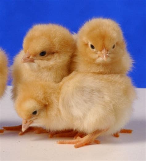 Buff orpington chicks for sale. .  ...