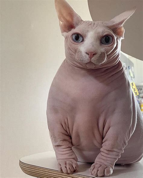 The Sphynx is a medium-sized muscular cat that can weigh up to 7k
