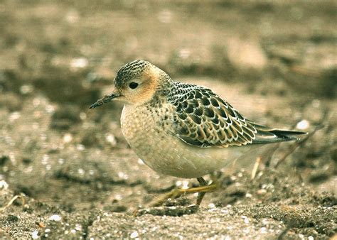 Buff-breasted sandpiper - Wikipedia