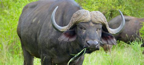 Buffalo Onlyfans Leak
