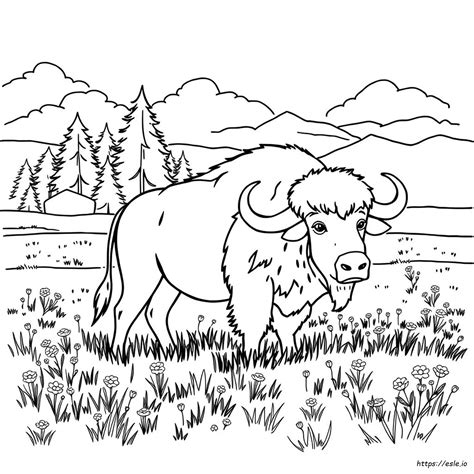 Buffalo Coloring