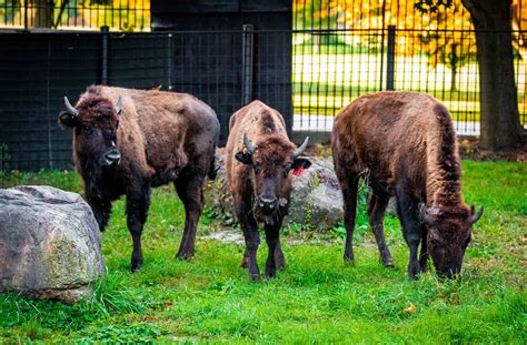 Buffalo Zoo - Overview, News & Competitors ZoomInfo.com